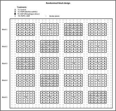 Arbuscular Mycorrhizal Fungi (Rhizophagus clarus) and Rhizobacteria (Bacillus subtilis) Can Improve the Clonal Propagation and Development of Teak for Commercial Plantings